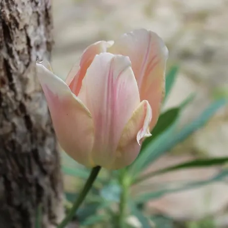 Πανσιόν Cascina Massape'